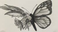 butterfly sketch 6