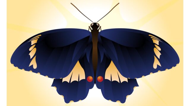 beautiful butterfly vector