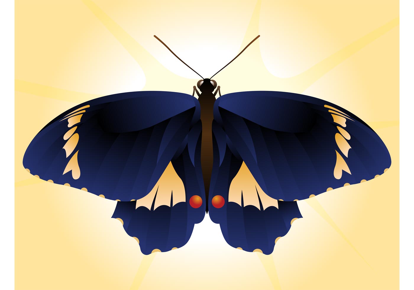 beautiful butterfly vector