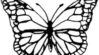 butterfly template