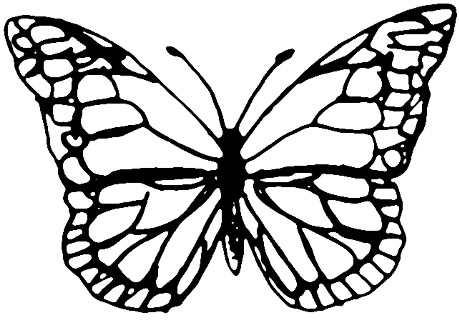 butterfly template