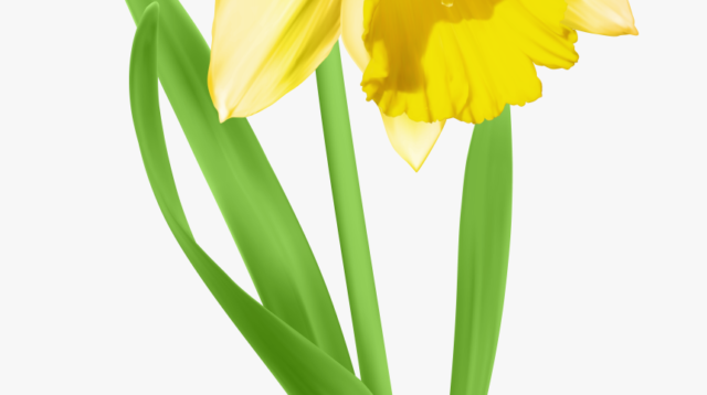 517 5173456 daffodil flower clipart svg royalty free download daffodil