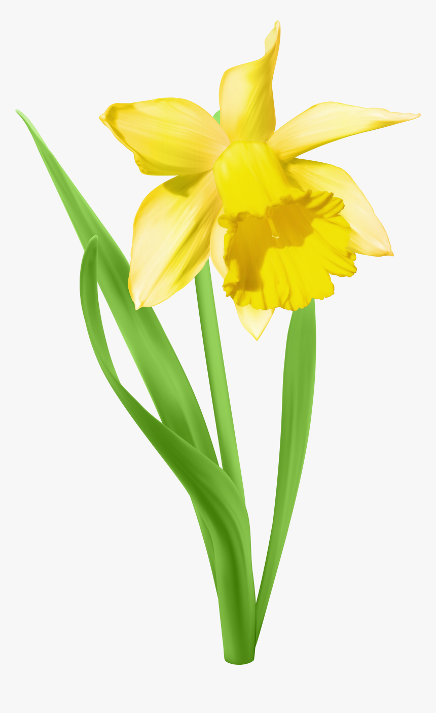 517 5173456 daffodil flower clipart svg royalty free download daffodil