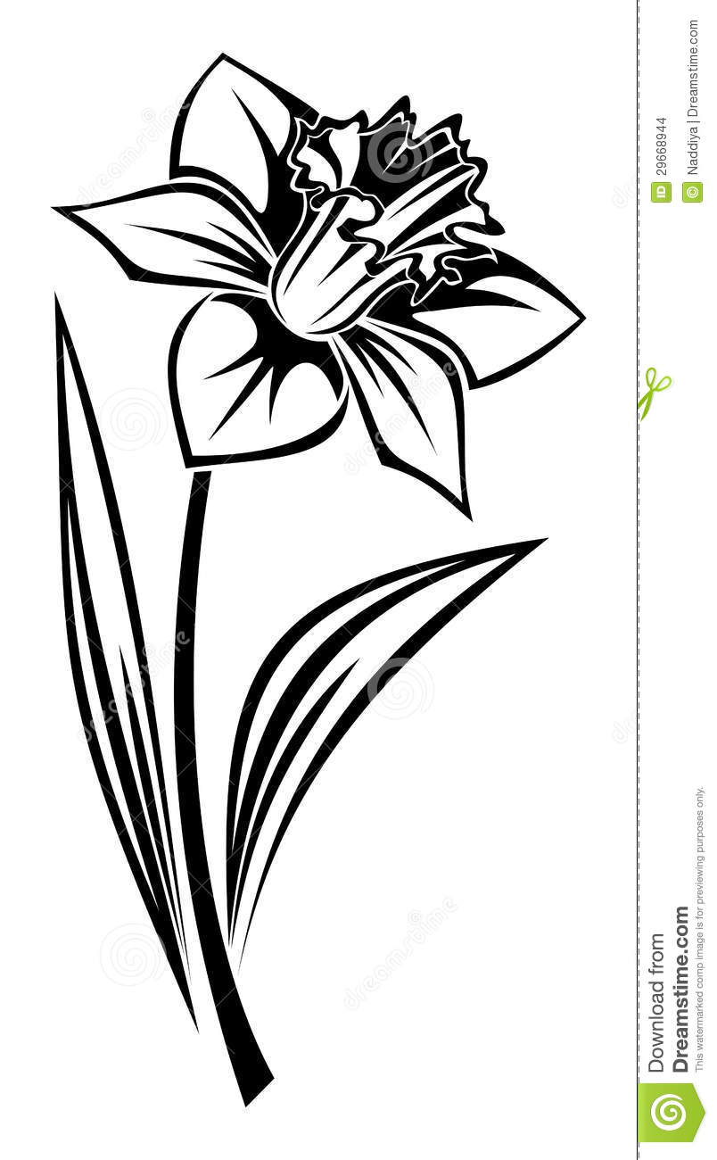 daffodil flower clip art black silhouette narcissus flower 29668944