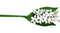 lily of the valley svg 6