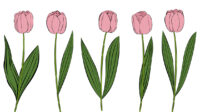 ori 3830383 i4sxlsngcqs0e7bkrson9oc7szodceyfd5wvyetl tulips vector tulips flower tulips svg tulips flower svg