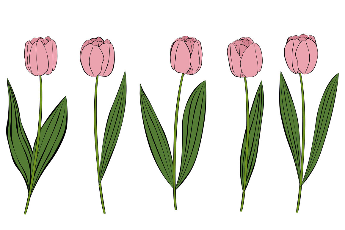 ori 3830383 i4sxlsngcqs0e7bkrson9oc7szodceyfd5wvyetl tulips vector tulips flower tulips svg tulips flower svg