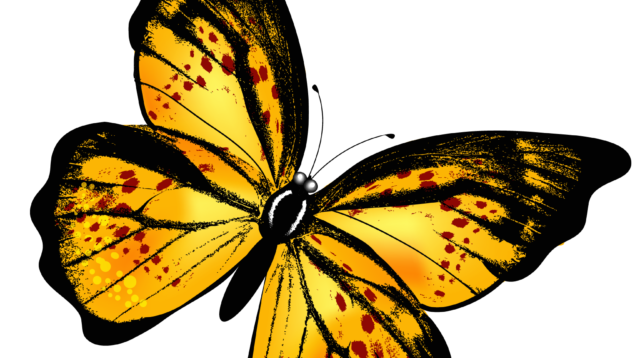 yellow butterfly png