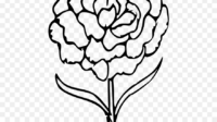 538 5382840 transparent carnation clip art outline of carnation tattoo