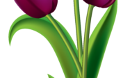 tulips clipart transparent background free 6