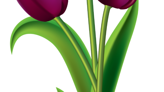 tulips clipart transparent background free 6