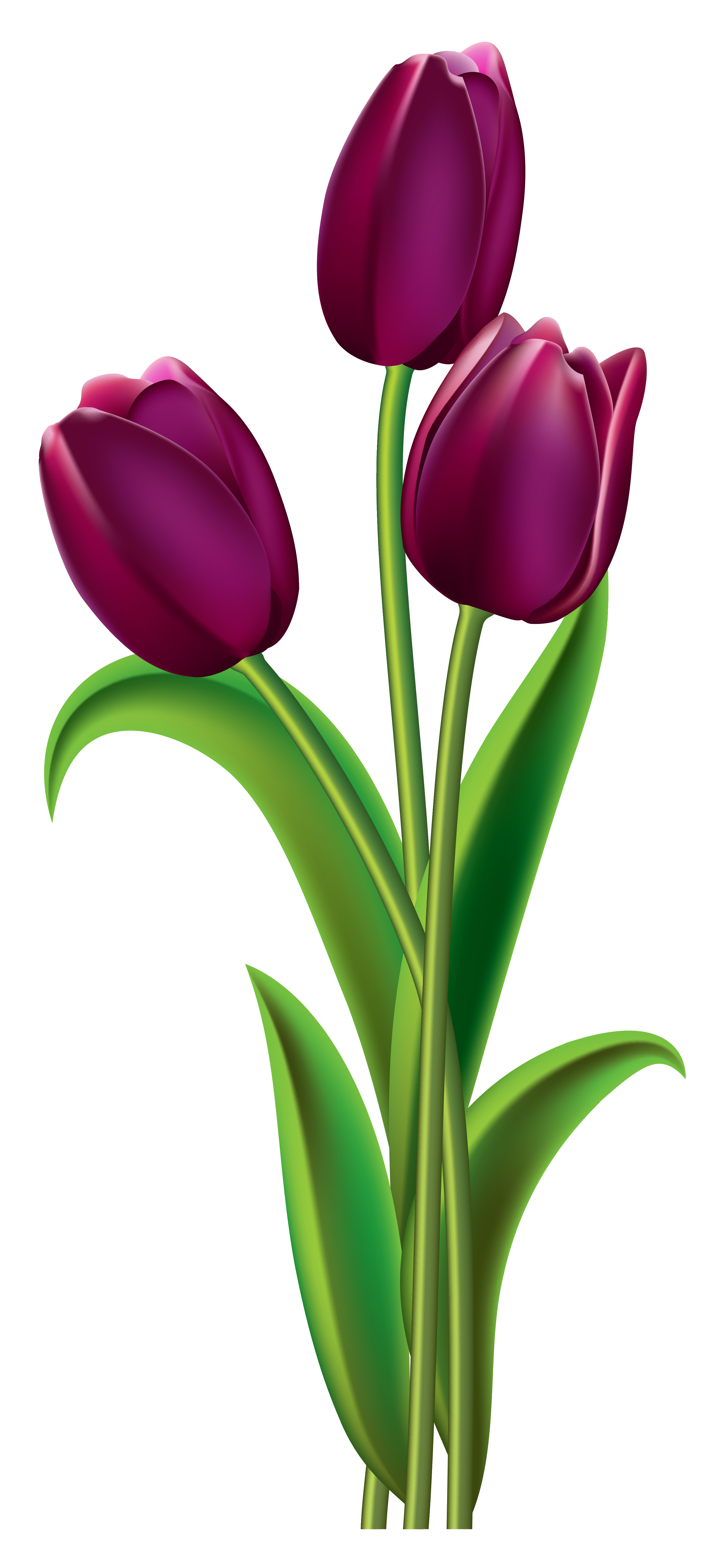 tulips clipart transparent background free 6