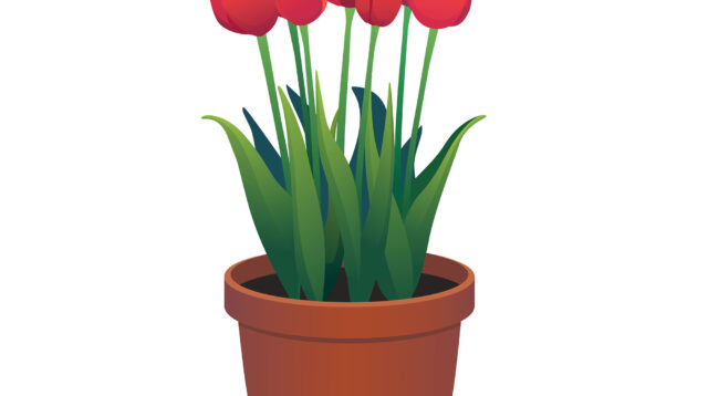 vector red tulips in brown flower pot