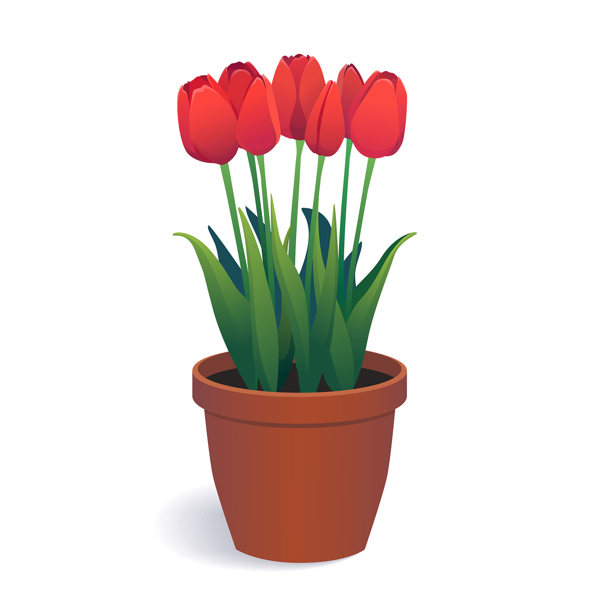 vector red tulips in brown flower pot